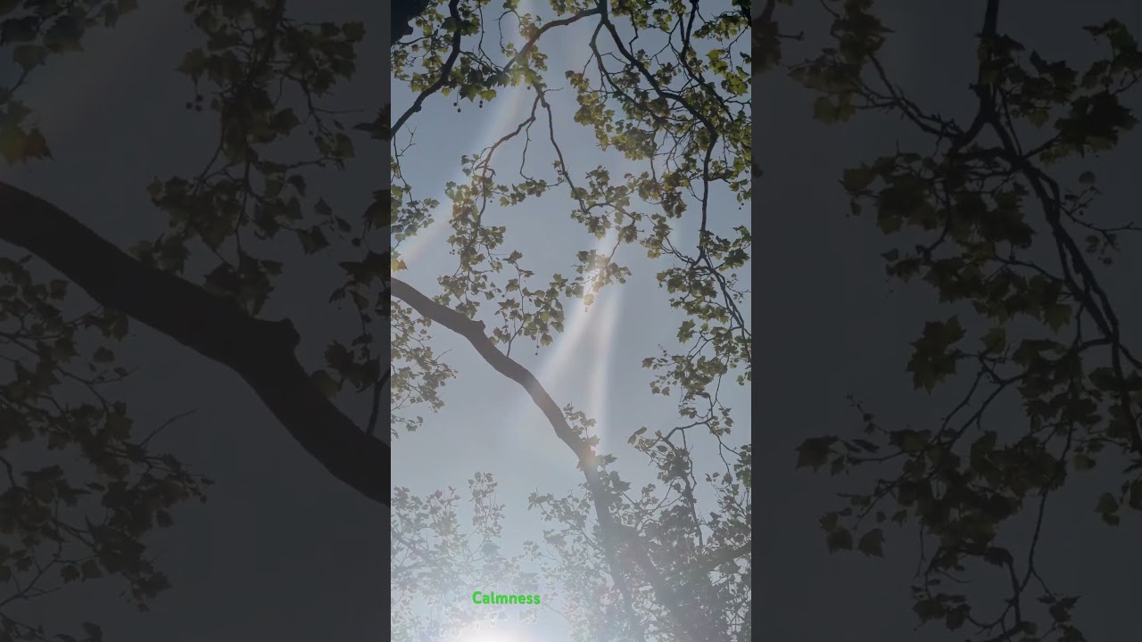 Soon Orios I hope! #shorts #vtuber #birds #calmness #nature #viralvideo #physics #mentalhealth