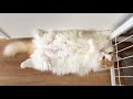 でぶ猫と言われてしまったので体重測定をした結果こうなりました!【Dreame FP10 空気清浄機】