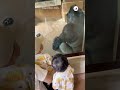 "Dad? That’s a gorilla, kids 😆