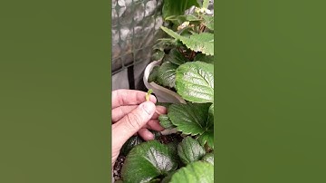 Everbearing strawberries.