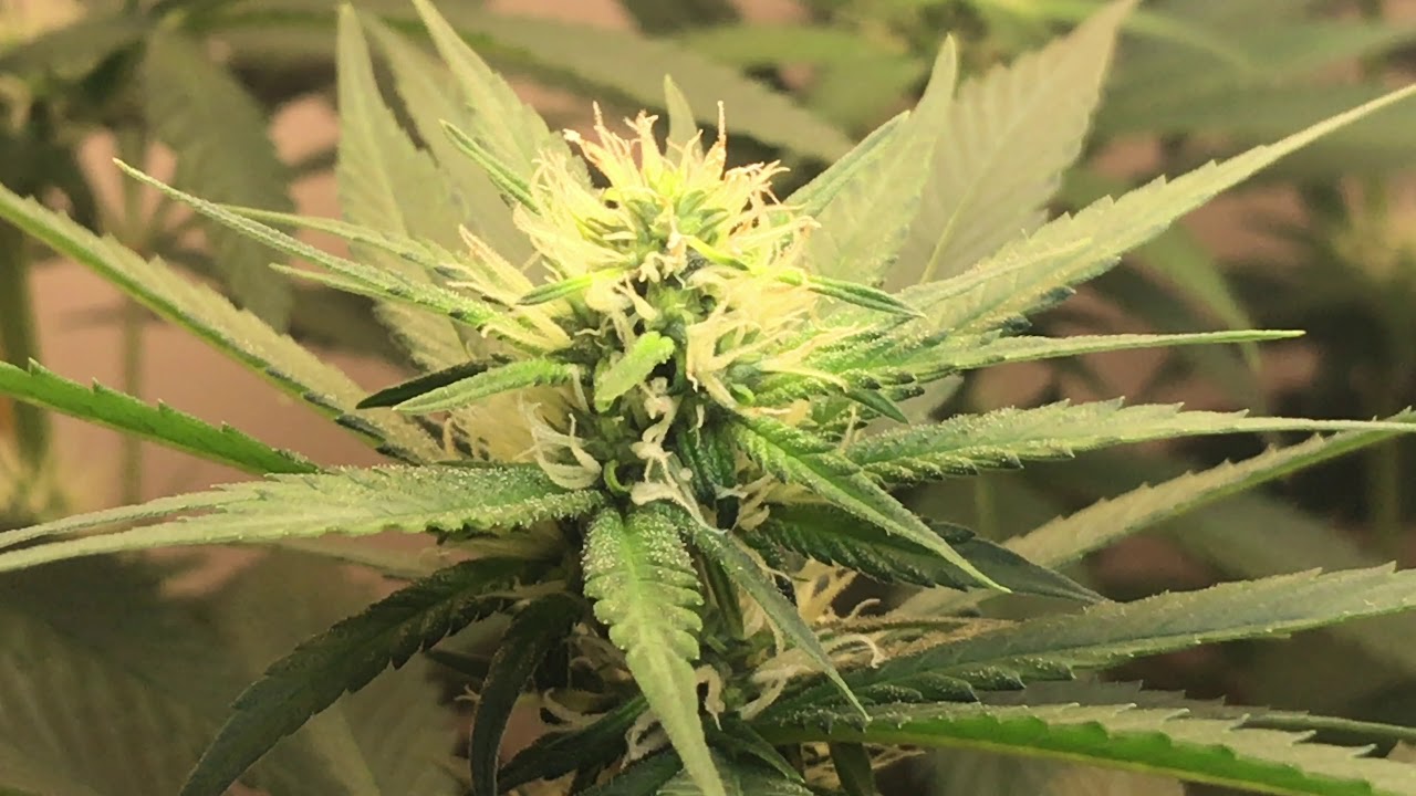 Train Wreck Green House Seeds C.F.L.  Cannabis Grow Day 26 Flower