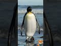Der Königspinguin – Abenteuer im Eis! 🐧❄️