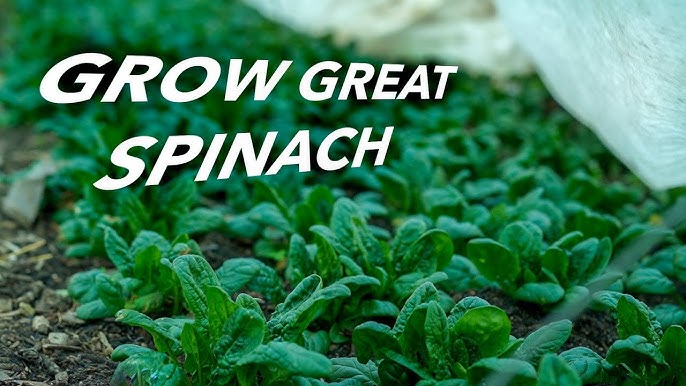 Organic Spinach Growing Varieties, 2024