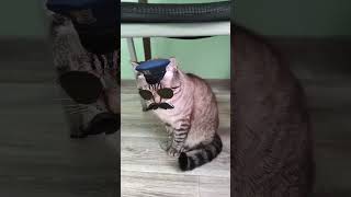 кіт поліцейский #shortvideo #cat #гумор