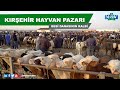 Kırşehir Hayvan Pazarı | Doya Doya Hayvan Pazarı | Besiciler Kaçırmasın