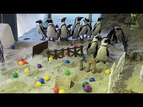 Penguins Explore Obstacle Course | #TheGreatIndoorsWRS - YouTube