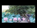 蓮の撮り方