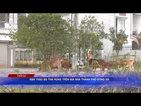NẠN THẢ RÔNG