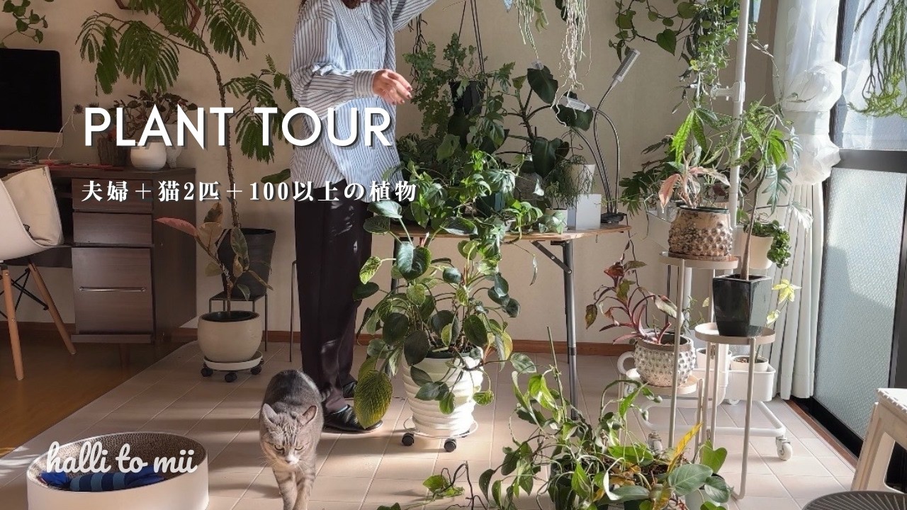 #35 観葉植物ルームツアー｜古い賃貸でも楽しむ｜猫と観葉植物のある暮らし🇯🇵