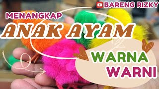 Menangkap Anak Ayam Warna Warni || Ayam Rainbow || Bareng Rizky