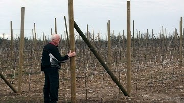 Managing High Density Apple Orchards | Building Strong Orchard Trellises