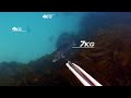 Entradón Dentón 7kg entre la laminaria (Pesca submarina Asturias)