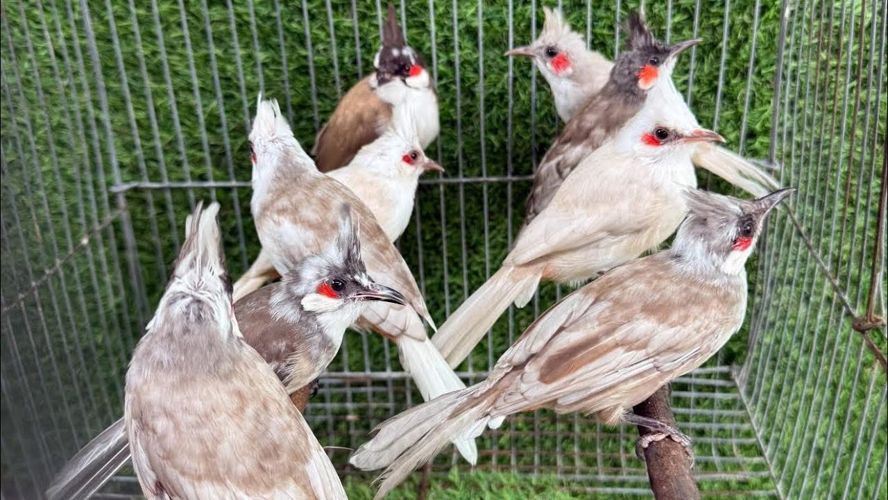 Mẻ Chào Mào Xám Đại bàng Mới ||| Giảm Giá các Cặp đôi Chào Mào đại bàng và bạch lúa mềm 
