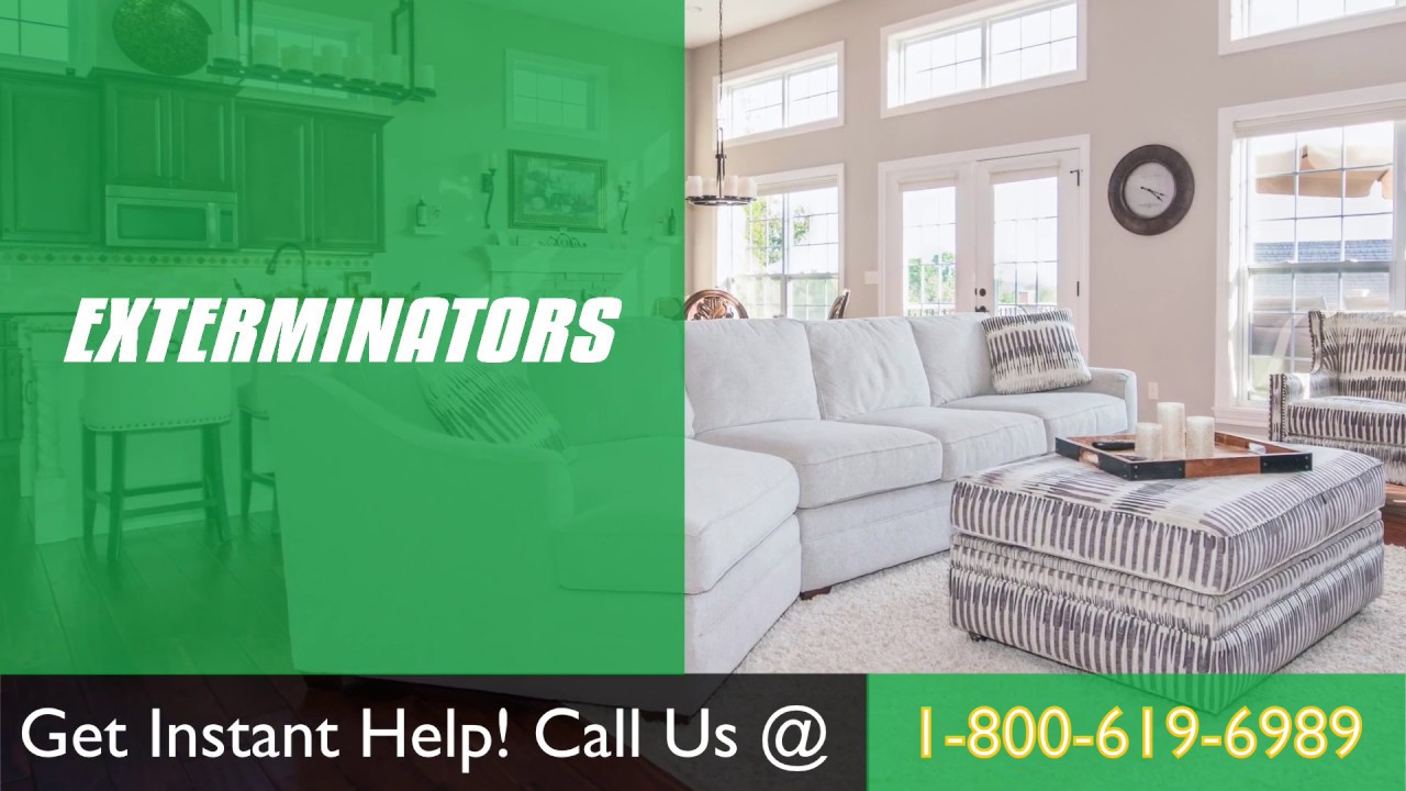 Exterminator in New York City NY | Exterminator Services in NYC