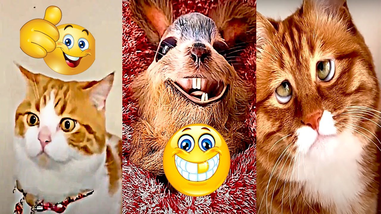 animal funny videos 175 😻😹 funny pets 2.0 funny animals 2023 YouTube