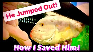 My Oscar Jumped Out! How I Saved Him!