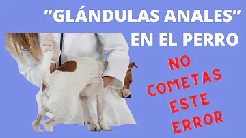 ¿Qué ocurre si no exprime las glándulas de su perro?