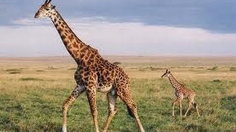 Question: Is Your Favorite Animal a Giraffe?