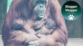 Climbing Orangutan Holds On To The Two Babies In Her Arms