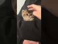 Cute Kittens That Will Melt Your Heart 😻 Daily Cute Cat Compilation #cats #kittens #cute