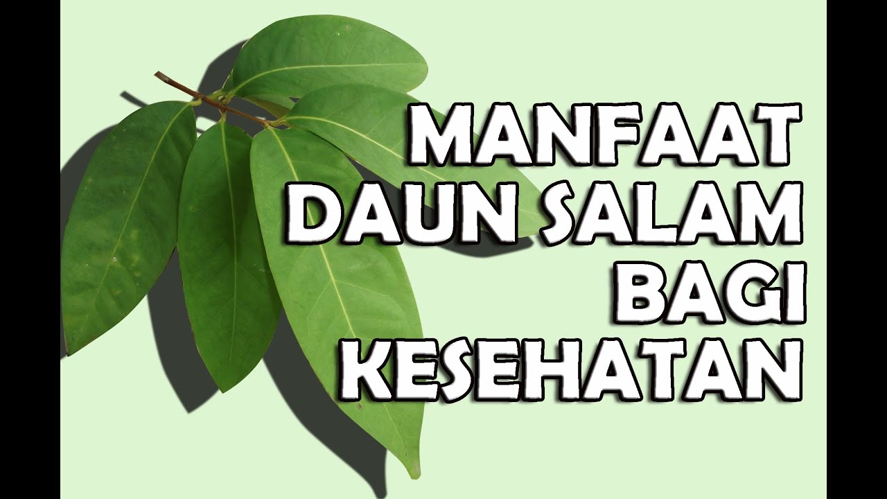 manfaat daun salam bagi kesehatan herbaltv youtube