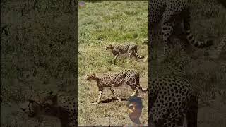 शेरों को धमकीं देना पड़ गया भारी || Lion attack cheetah || Lion Vs Cheetah #shorts