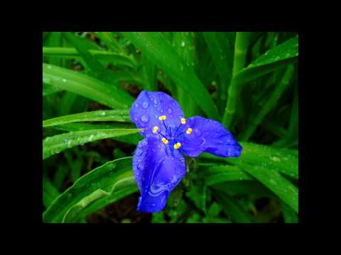 სახლი უშენოდ (დედას); The home without you (for my mother)