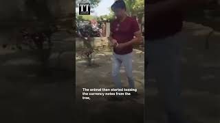 WATCH | Monkey Throws Rs 2 Lakh Into Air After Snatching Bag at UP Court
