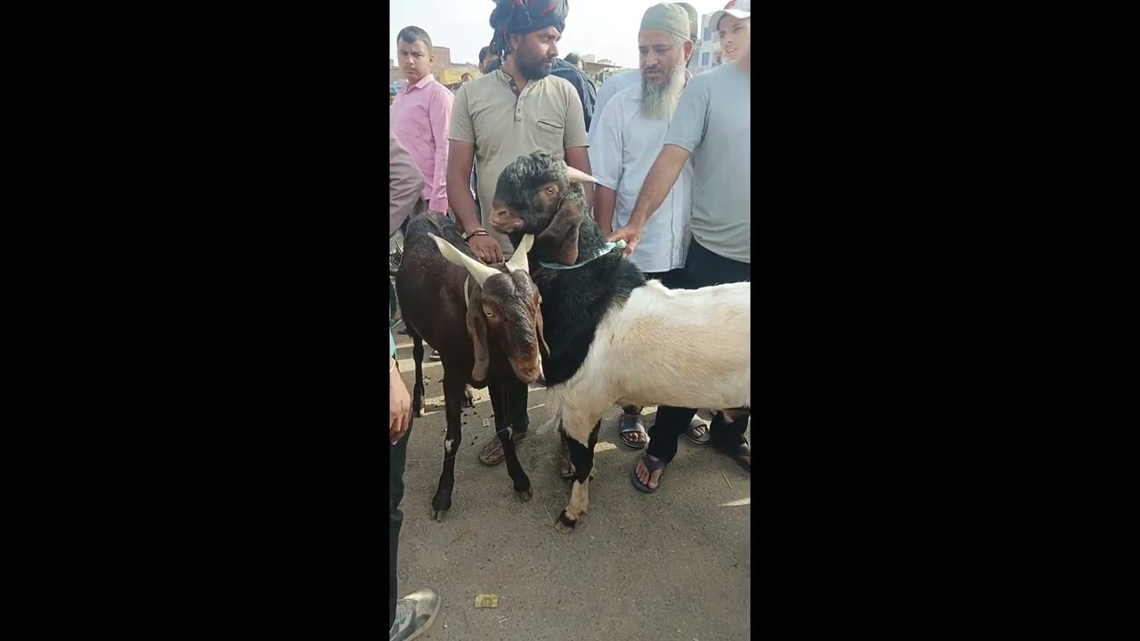Eidgah Bakra Mandi full quality lambe bhari bakra channel 2 subscribe
