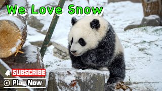 【Panda Billboard】Episode 341 Pandas Are More Active In The Snow | Ipanda