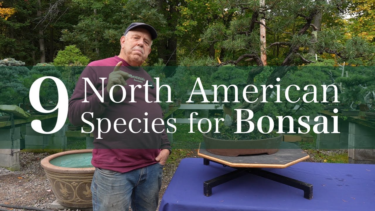 9 североамериканских деревьев, из которых получаются невероятные бонсай