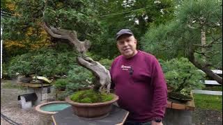 9 North American Trees That Make Incredible Bonsai
