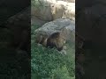 Lion 🦁 in Dubai Safari park|| #lion #lionelmessi #dubaisafari #safari #zoo #animals #lions #dubai