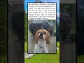 Dog vs. reflection: after a tense standoff, he wagged his tail and invited the “stranger” to play.