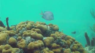 Grand Cayman Underwater Webcam Highlights