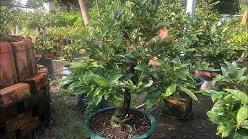 Gốc nhớt già mùa rút cốt 0938065495