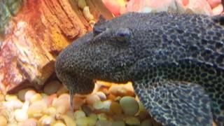 L007 Pleco
