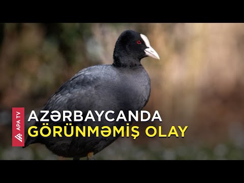 Ovladığı qaşqaldağı yedi, qarnına qırma doldu - APA TV