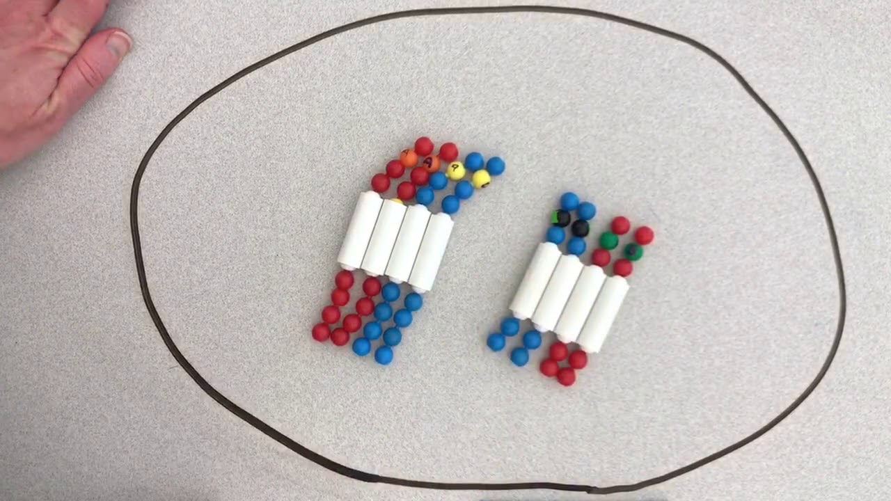 Mitosis Model Beads