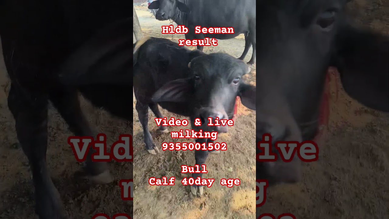 HLDB GURGAON SEMAN RESULT 