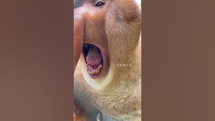 Ai biết con khỉ đang hát bài gì không 🤣 #shots #funny #funnyclip #namhantv #fishing