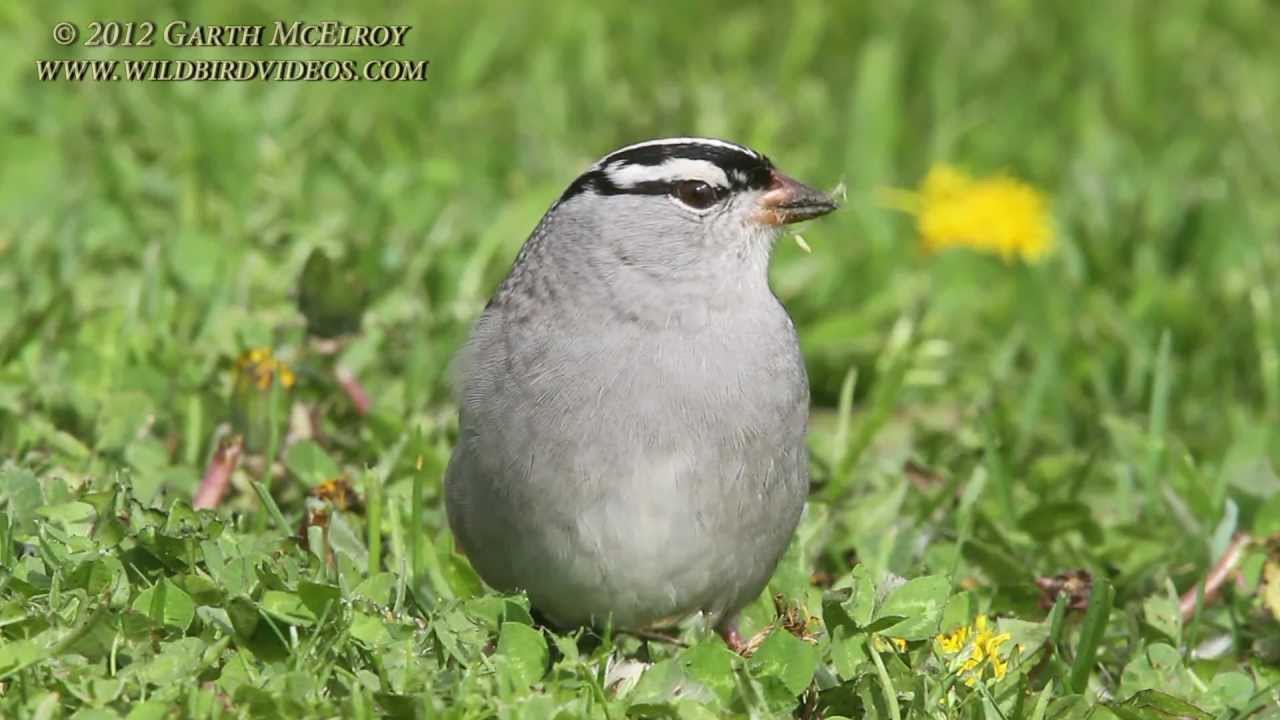 White-crowned Sparrow in Maine 