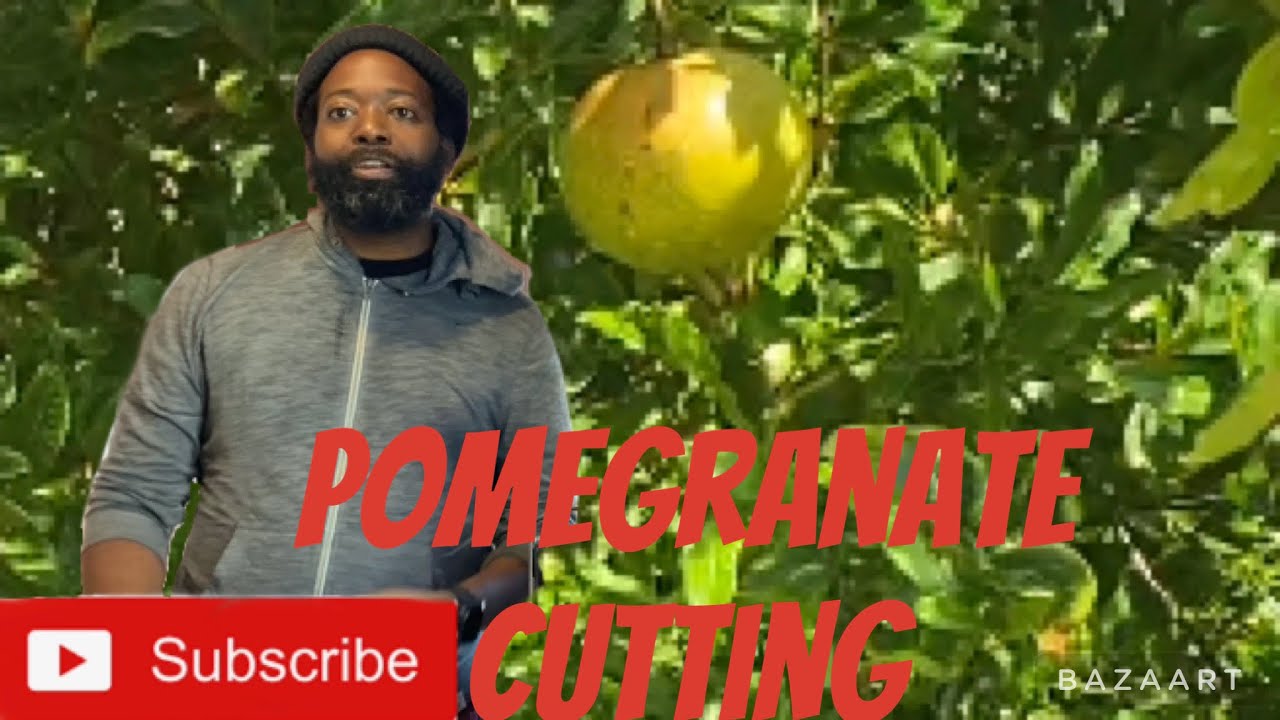 HOW TO GET FREE TREES, PAY IT FORWARD !!!!gardening growyourown 