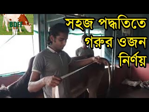 Simple rules for measuring the weight of the cow.গরুর ওজন মাপার সহজ পদ্ধতি,,ঠকবেন না ইনশাল্লাহ,,