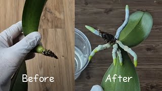 видео: Одна ложка даст бесконечное количество новых корней орхидеи. картинка: Одна ложка даст бесконечное количество новых корней орхидеи.