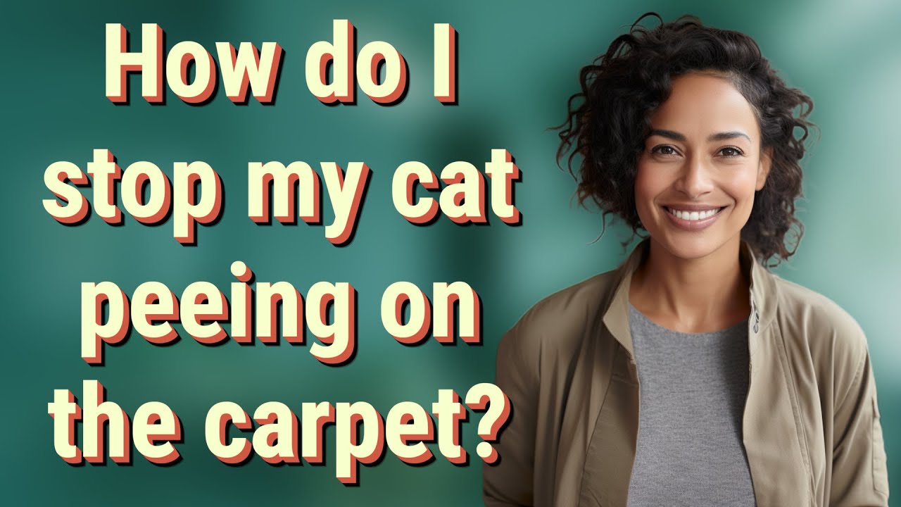 How do I stop my cat peeing on the carpet?
