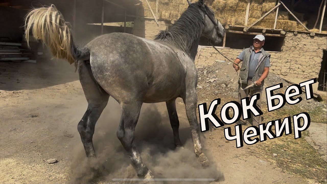 Кок Бет Чекир сатылды