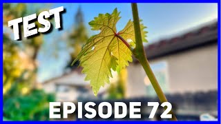Grape Experiment - Fish & Seaweed Foliar Fertilizer (Ep. 72)