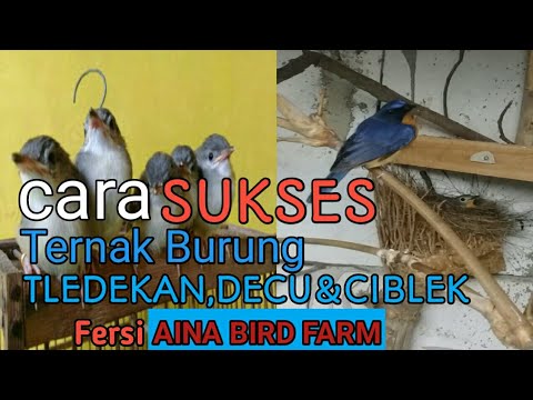 Cara SUKSES Ternak burung TLEDEKAN,DECU&CIBLEK Versi AINA BIRD FARM