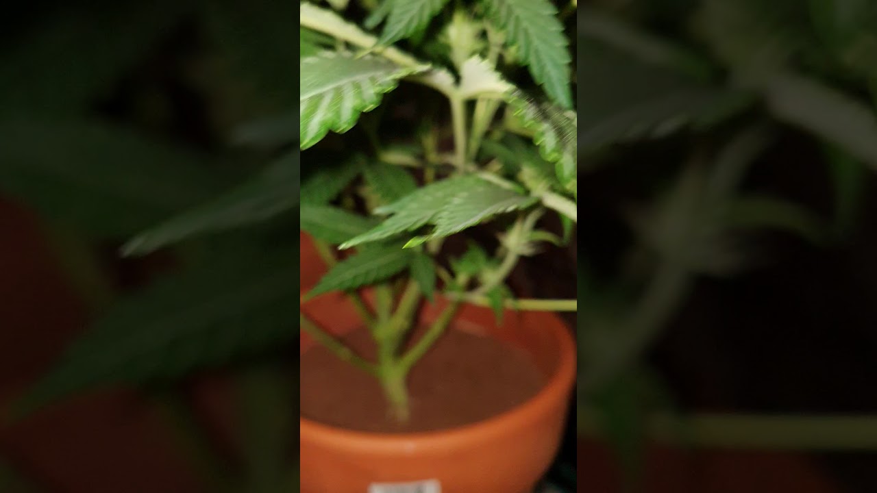 dutch passion banana blaze part 2